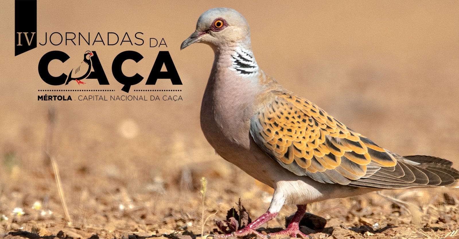 4ªs Jornadas da Caça de Mértola começam dia 7 de Fevereiro