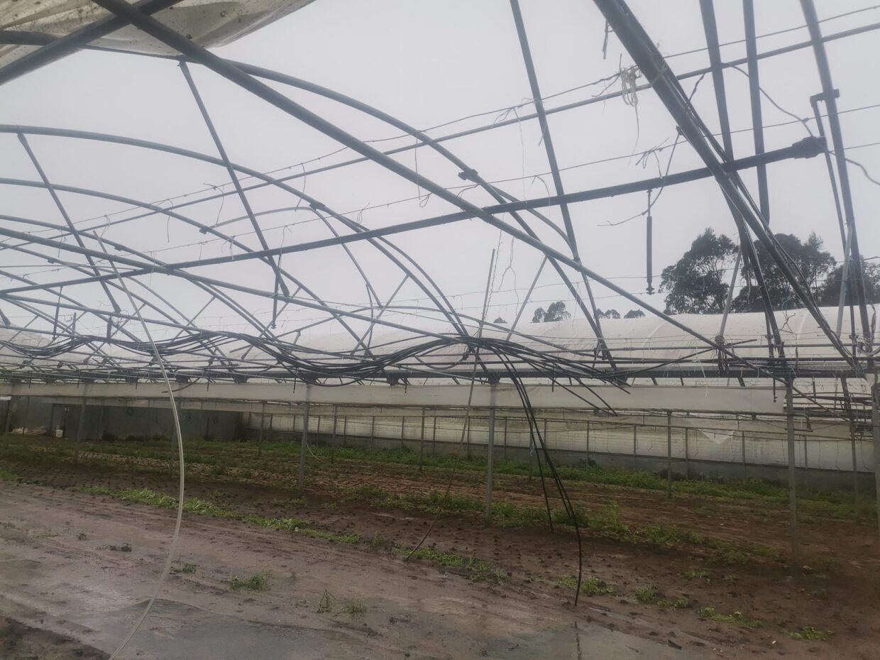 Prejuízos do mau tempo em Odemira poderão atingir 20 milhões de euros nas explorações agrícolas