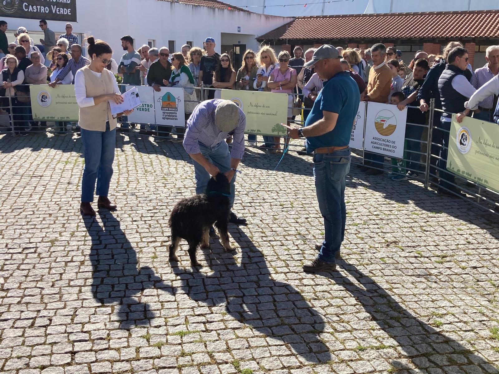 Cães Serra de Aires brilham novamente em Castro Verde
