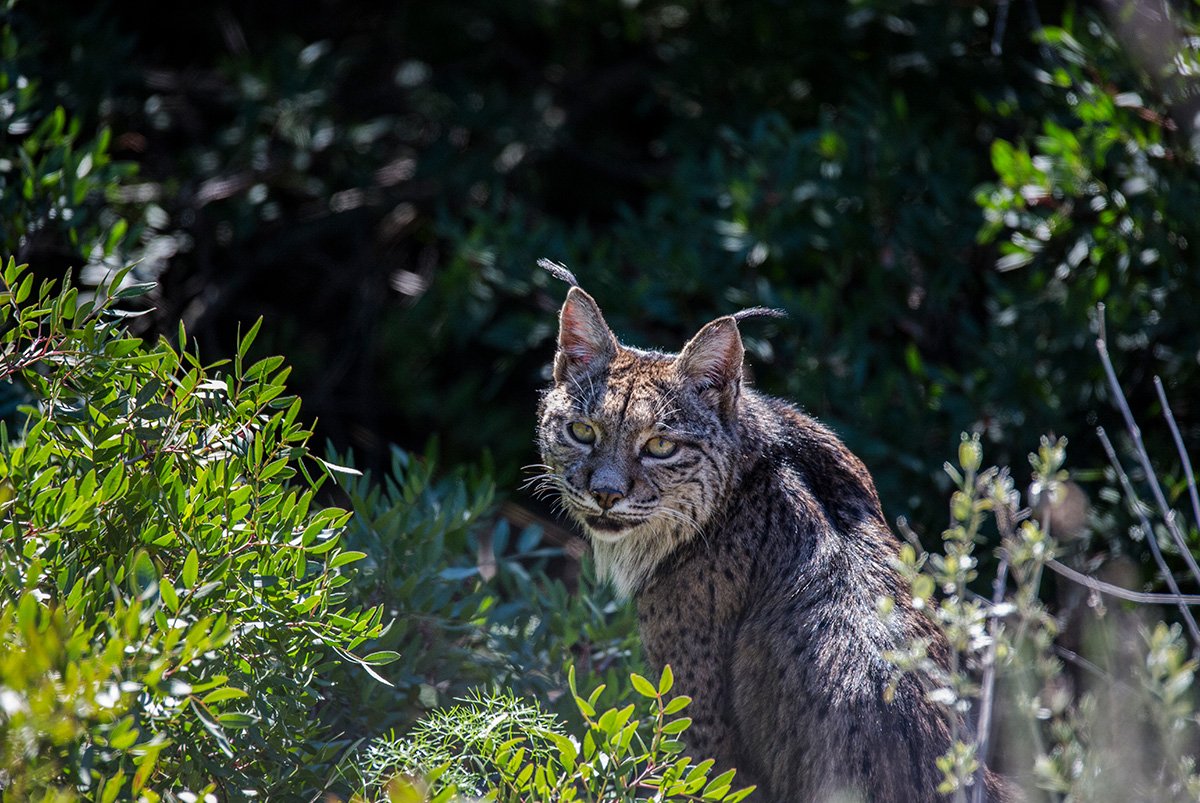 Manter a integridade dos Parques Naturais “é absolutamente imperioso” afirma José Calado
