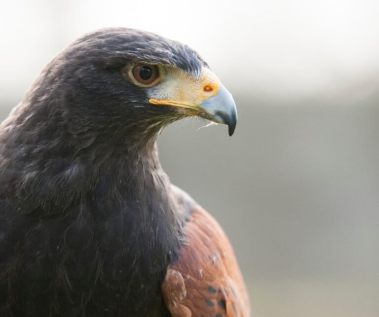 Falcoaria em destaque em novo projeto cinegético em Mértola