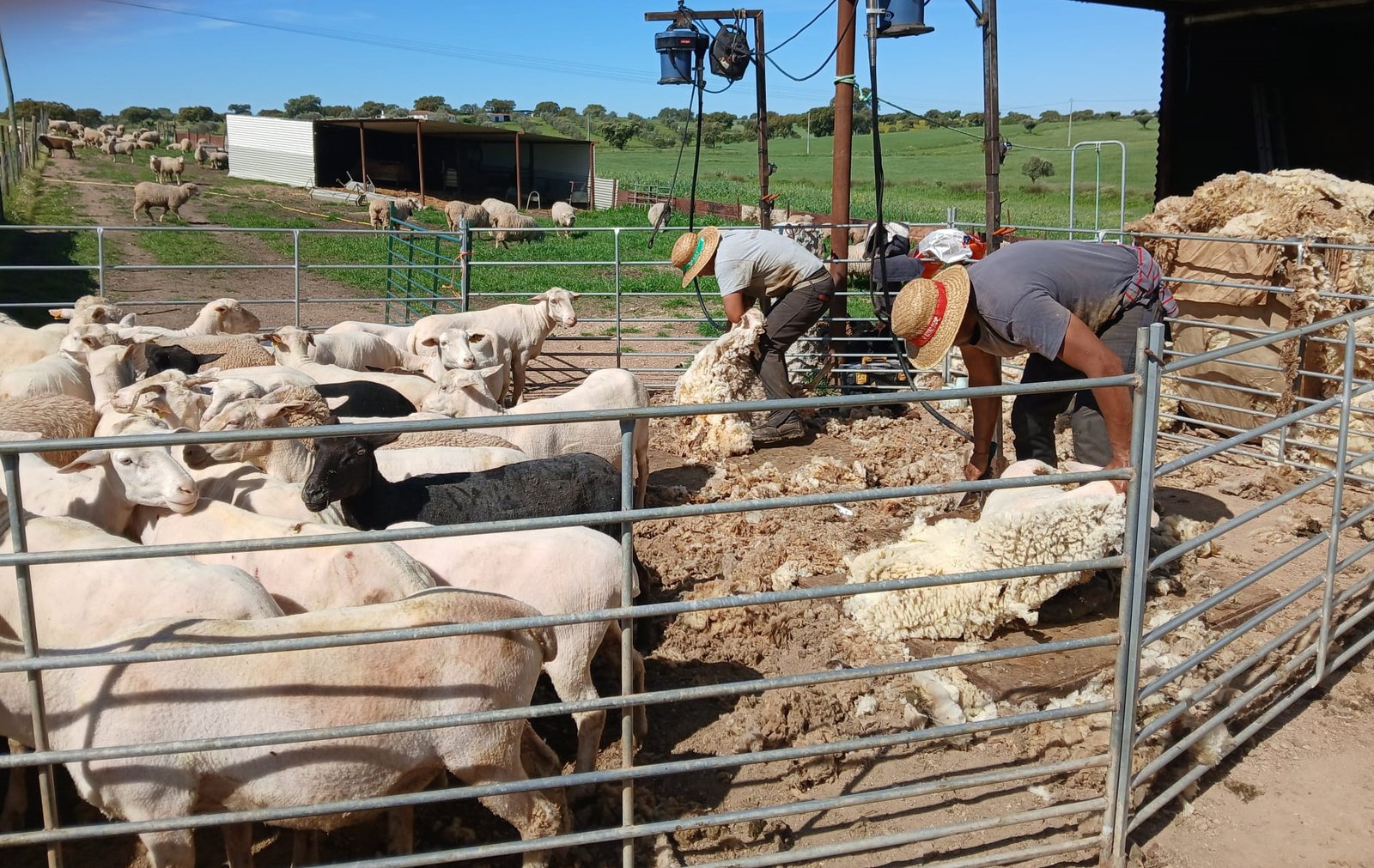 Campanha de tosquia arranca no Alentejo com expetativas de recuperação no mercado da lã