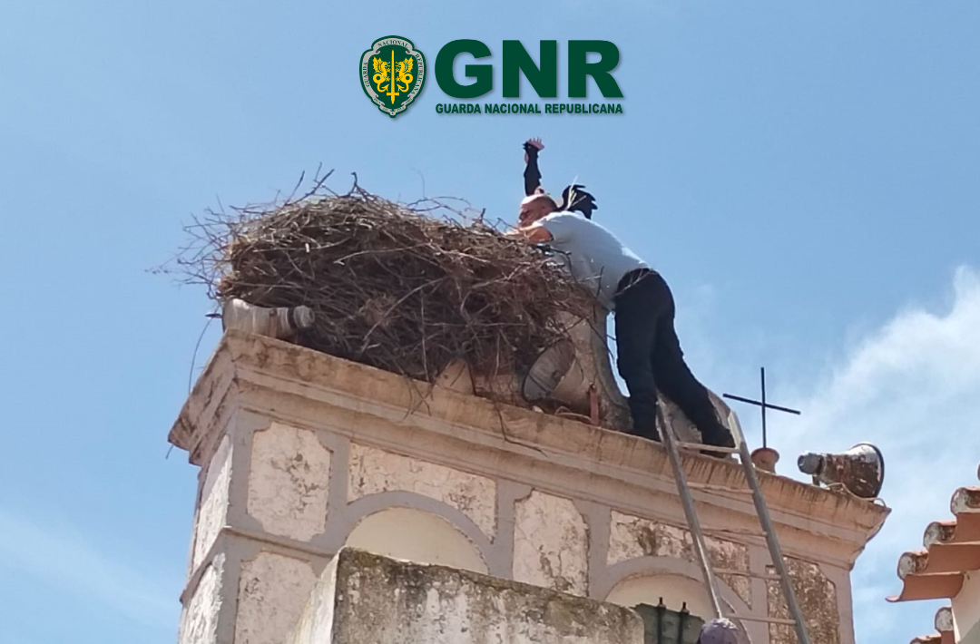 Moura: GNR resgata cria de cegonha branca ferida em Santo Amador