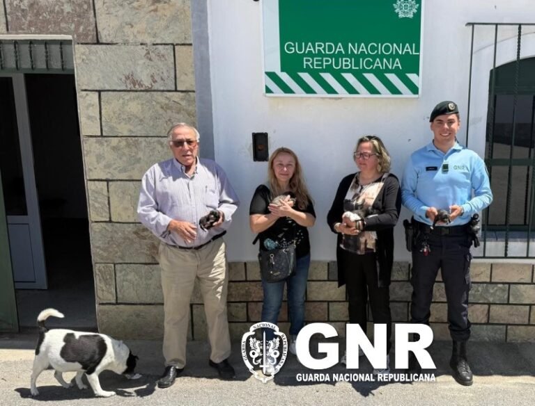 GNR resgata cinco cães recém-nascidos abandonados em contentor do lixo em Barrancos