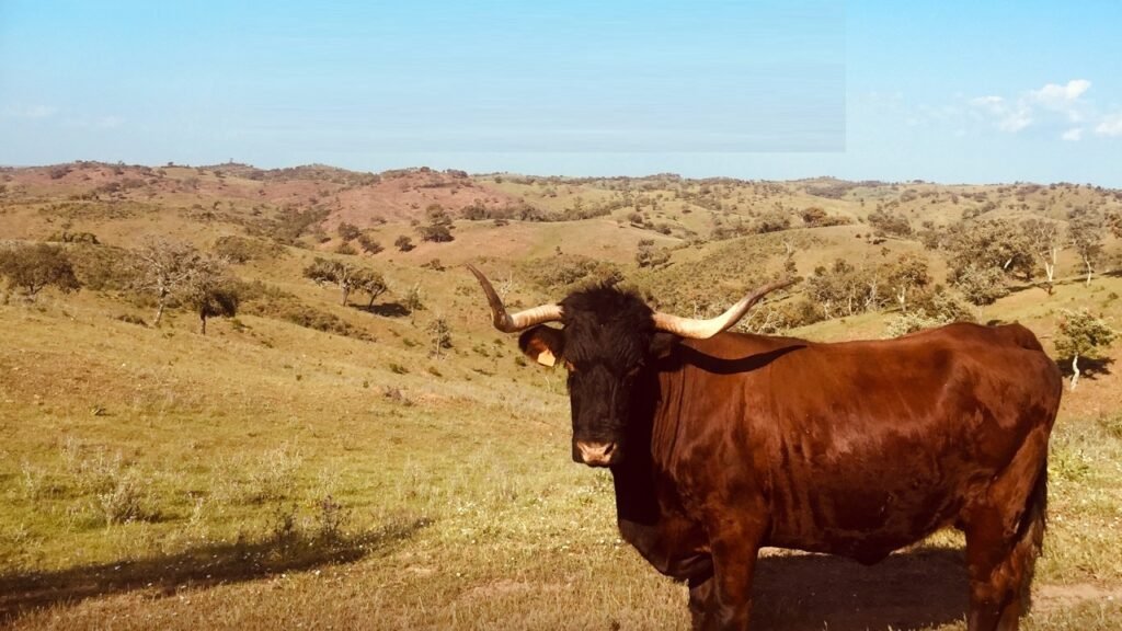 Raças autóctones perdem terreno e rentabilidade face ao bom momento dos bovinos e ovinos no mercado