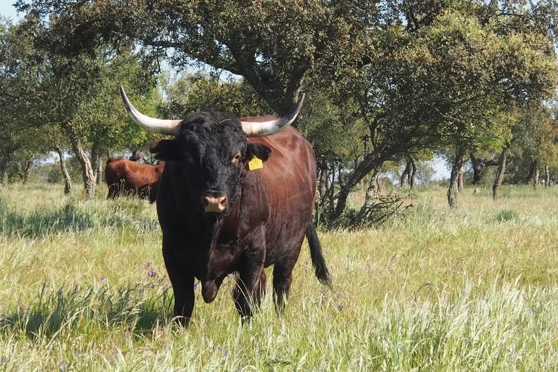 Vaca Garvonesa está hoje em forte recuperação e com “enorme pujança” garante António Aires (Com Vídeo)