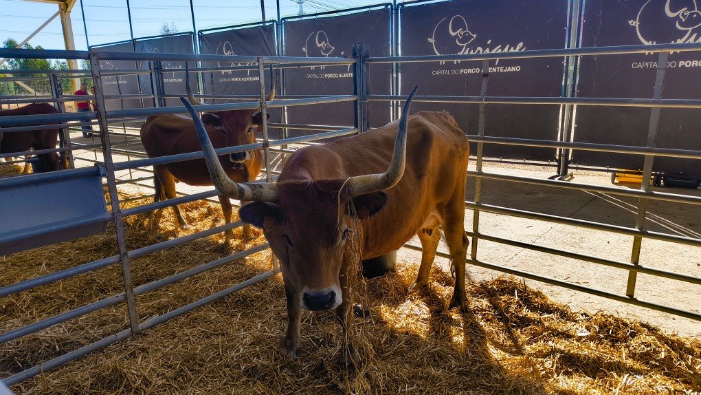 Ourique quer transformar a Feira de Garvão num grande momento de afirmação do mundo rural (com vídeo)