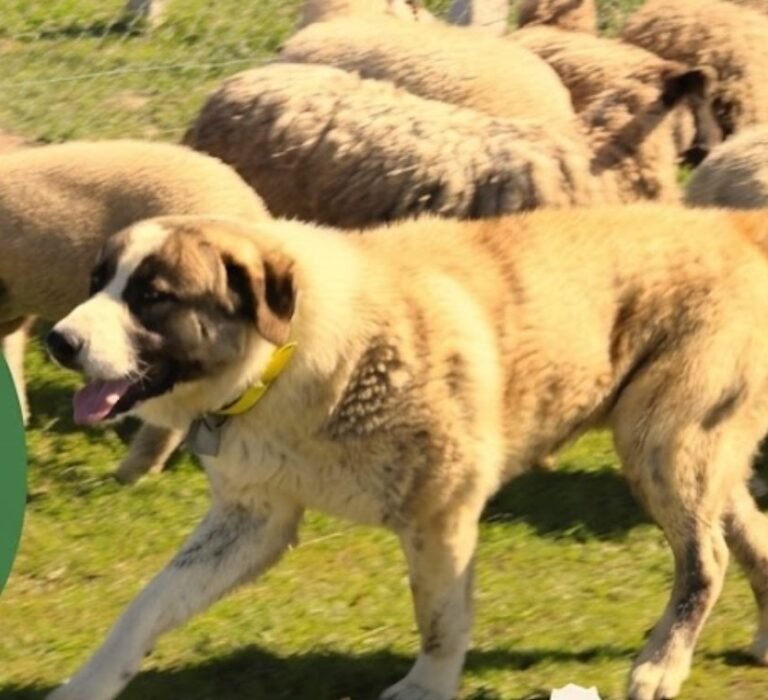 Feira de Garvão acolhe hoje o Concurso Regional do Rafeiro do Alentejo