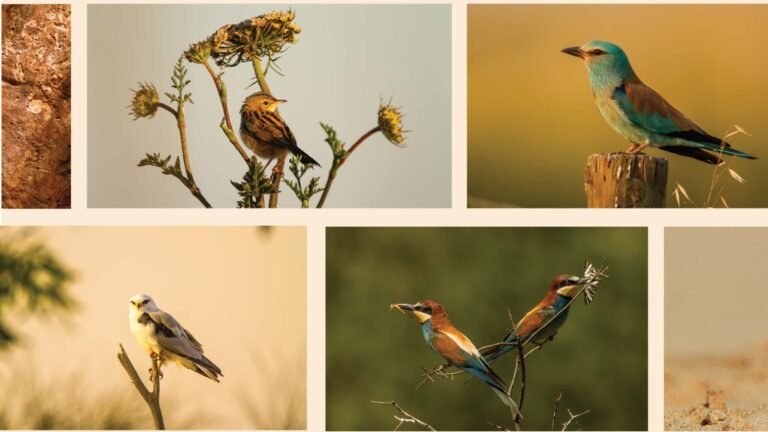 Festival de Aves arranca na FEI-TUR com escape game e observação ao pôr do sol
