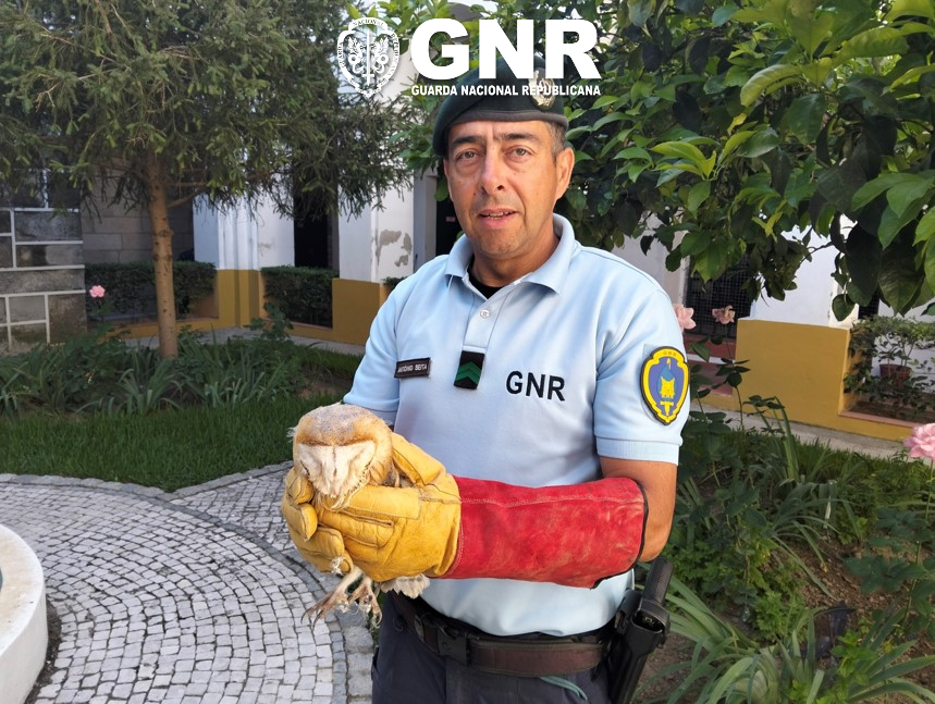 GNR Beja_Moura – GNR recupera Coruja-das-Torres