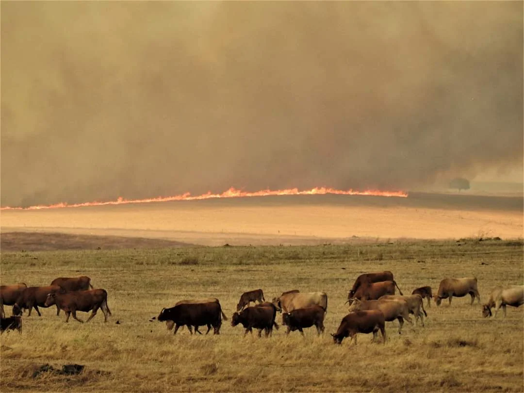 Castro Verde : Incêndio Agrícola em fase de conclusão