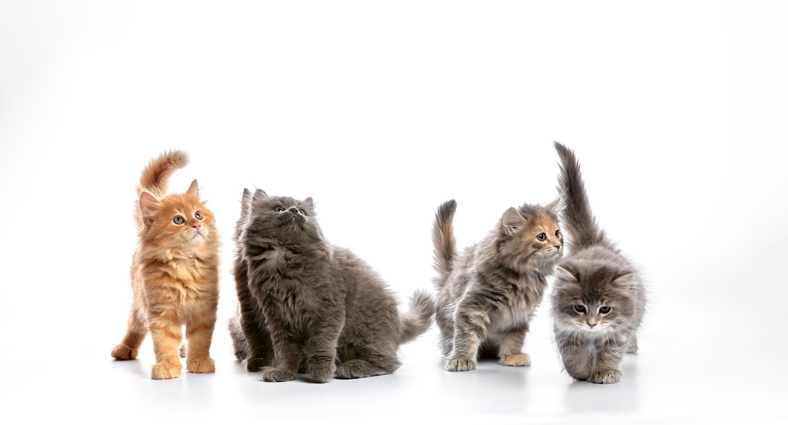 group portrait cute 5 week old kittens looking in different directions isolated on white background