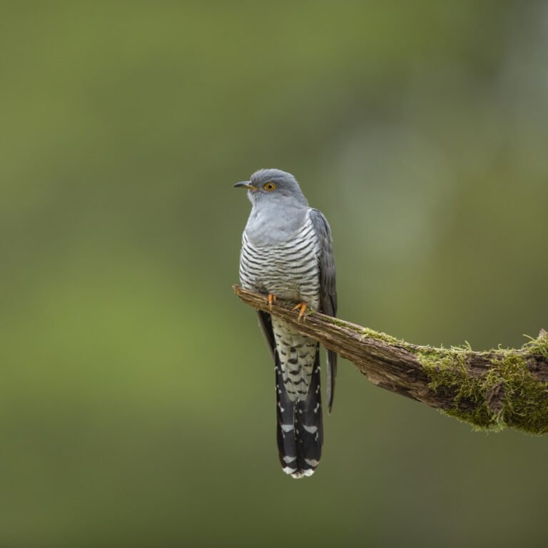 Aves dos meios agrícolas continuam em declínio em Portugal, alerta relatório da SPEA