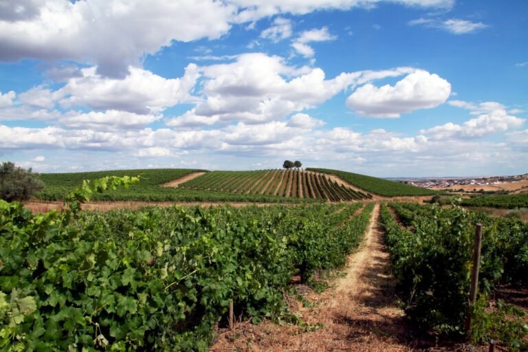 Vidigueira assinala Dia Nacional da Vinha e do Vinho e destaca importância do setor vitivinícola