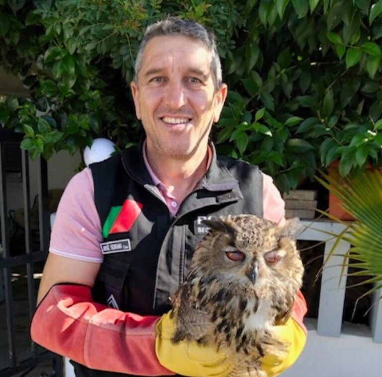 Bufo-real recolhido pela PSP em residência na cidade de Beja