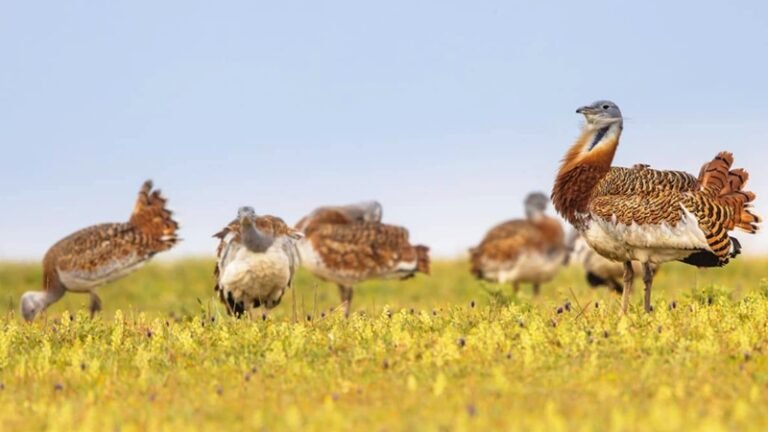 As pseudo estepes do Campo Branco “são uma obra de arte do homem para preservar a natureza e as aves” afirma Pedro Amaral