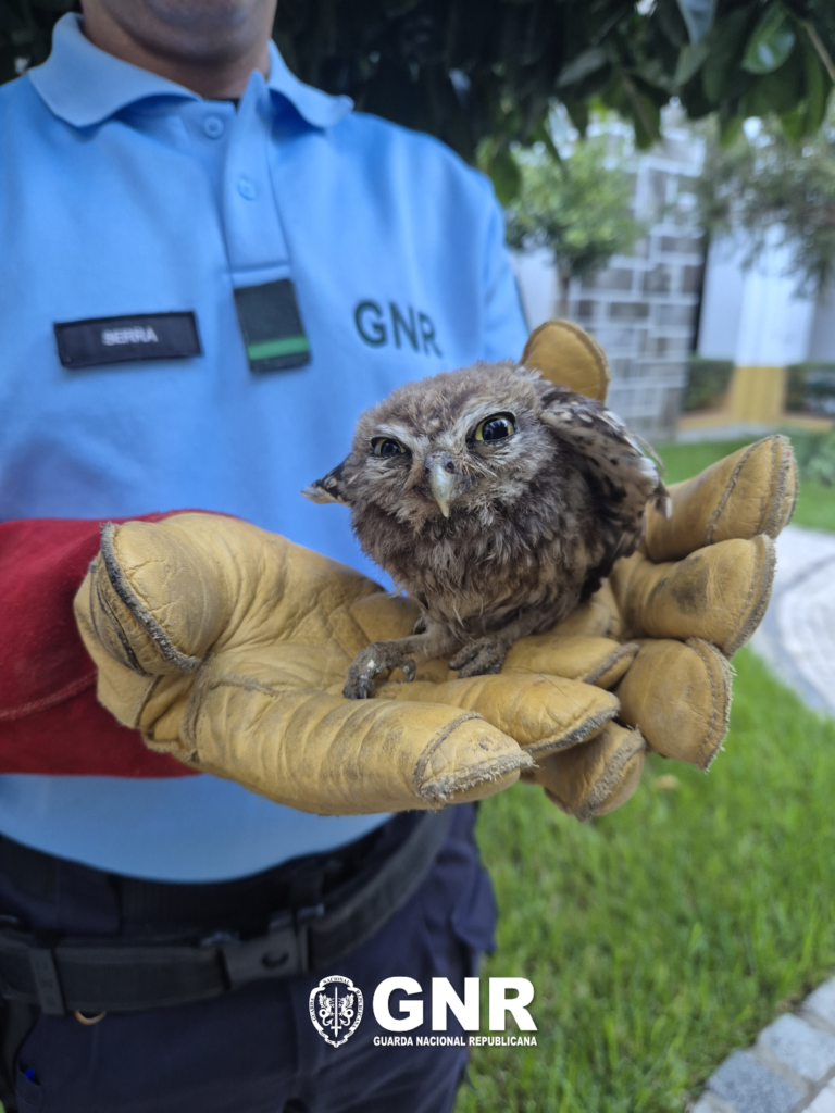 GNR recupera cria de Mocho-Galego em Moura