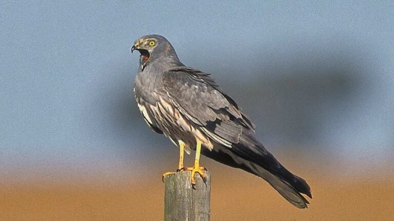 LPN libertou esta manhã tartaranhões-caçadores juvenis em Castro Verde