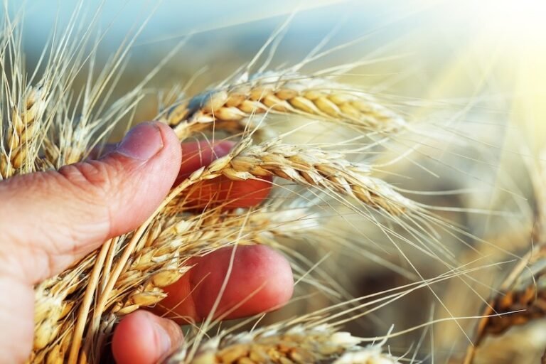 “2026 está a ser um ano agrícola agridoce” afirma Rui Garrido