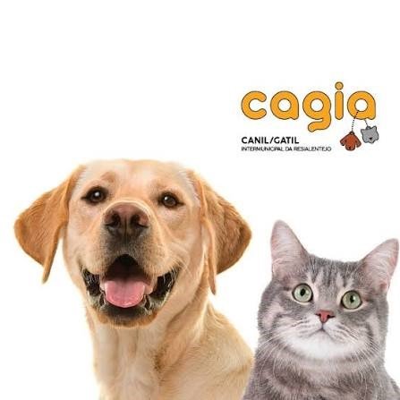 CAGIA tem tido “mais adoção e mais recolha de animais” do que no resto do país