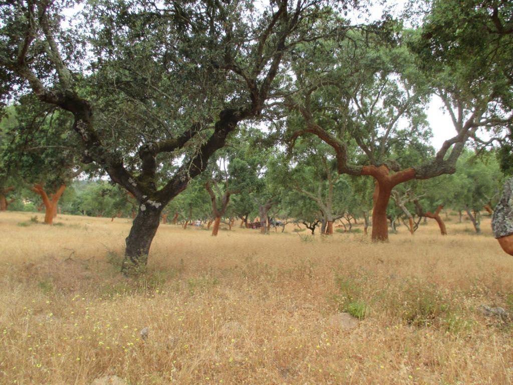 A LPN defende a “preservação do montado do Alentejo”